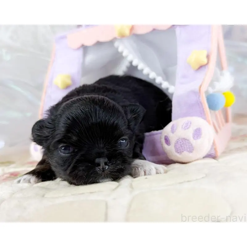 販売中の福岡県のチワワ(ロングコート)-454690の5枚目