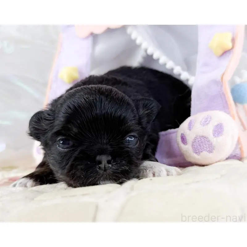 販売中の福岡県のチワワ(ロングコート)-454690の4枚目