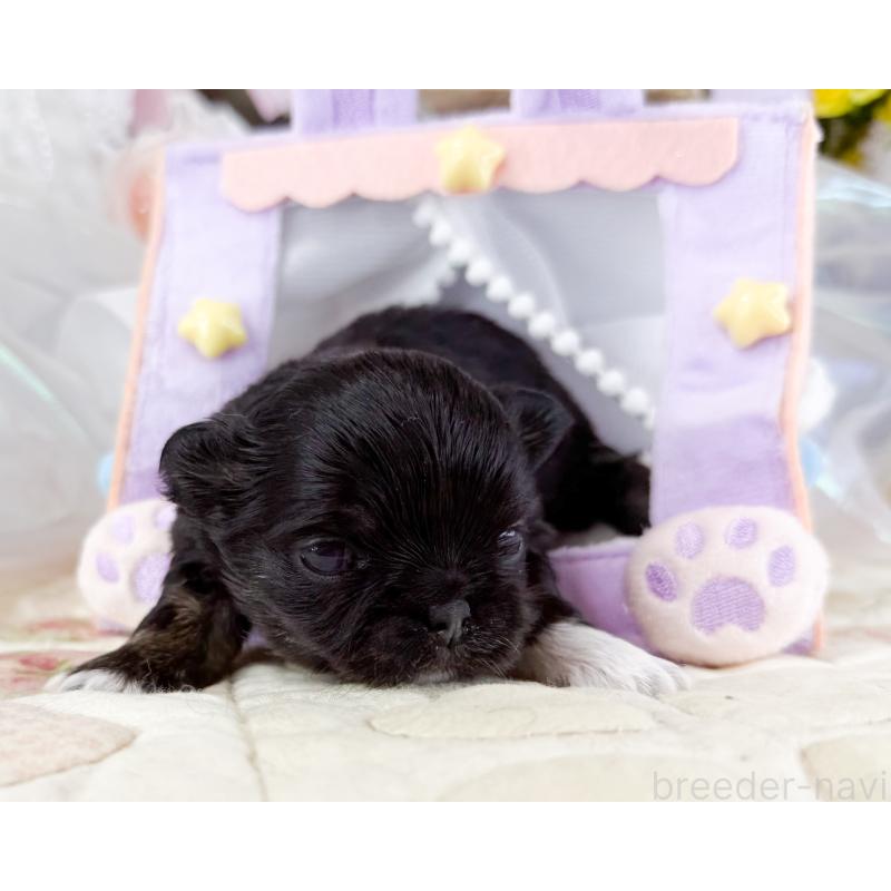 販売中の福岡県のチワワ(ロングコート)-454690の3枚目