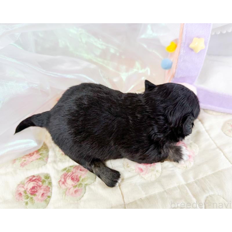 販売中の福岡県のチワワ(ロングコート)-454690の2枚目