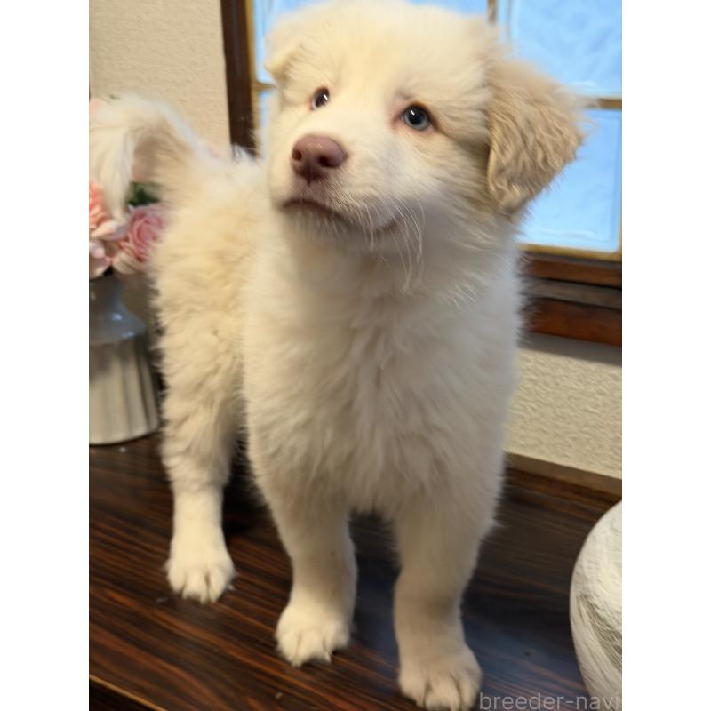 販売中の茨城県のボーダーコリー-454691の5枚目