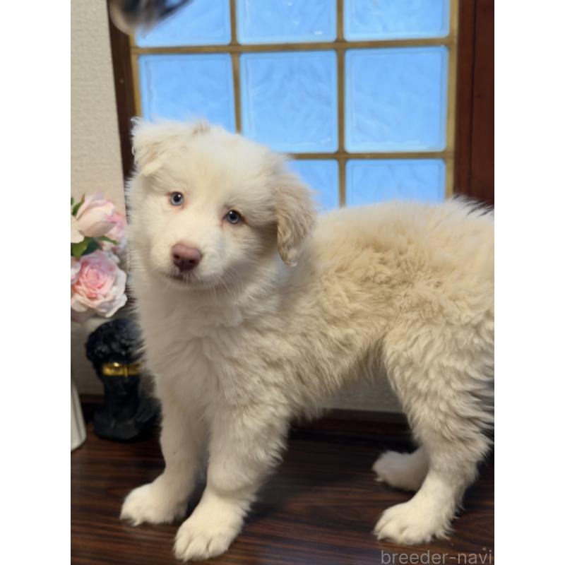 販売中の茨城県のボーダーコリー-454691の4枚目