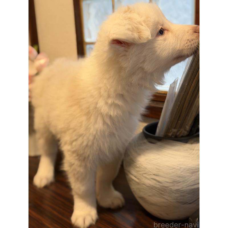 販売中の茨城県のボーダーコリー-454691の3枚目