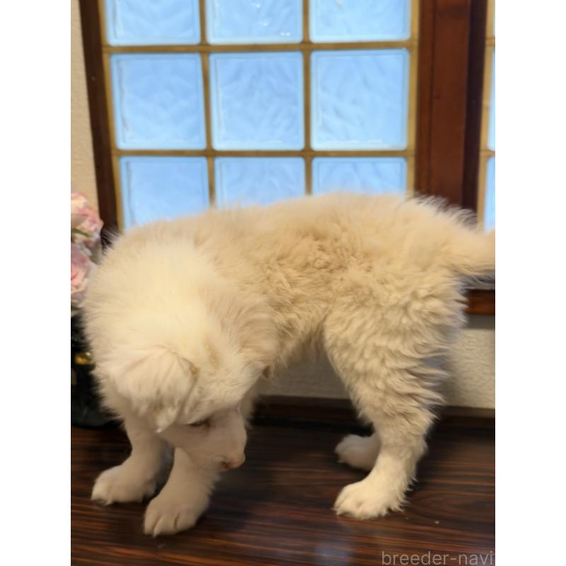 販売中の茨城県のボーダーコリー-454691の2枚目