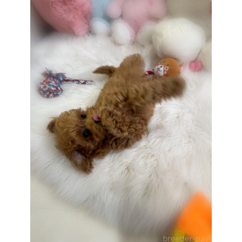 販売中の香川県のトイプードル-445242の3枚目