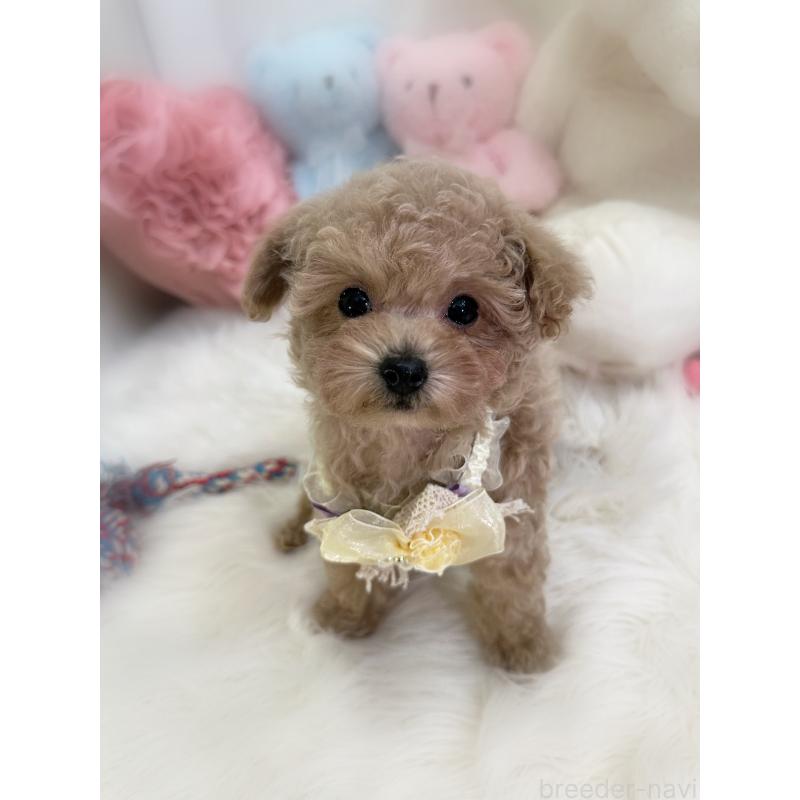 販売中の香川県のタイニープードル-446821の3枚目