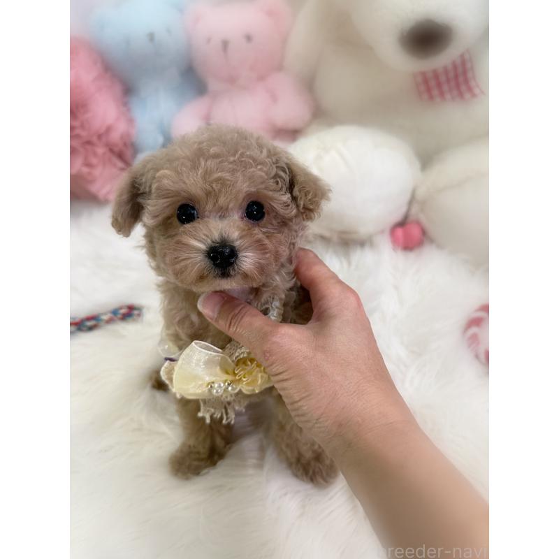 販売中の香川県のタイニープードル-446821の2枚目