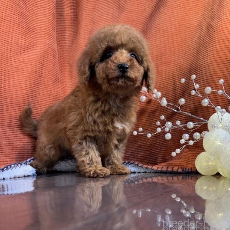 販売中の茨城県のトイプードル-454725の5枚目