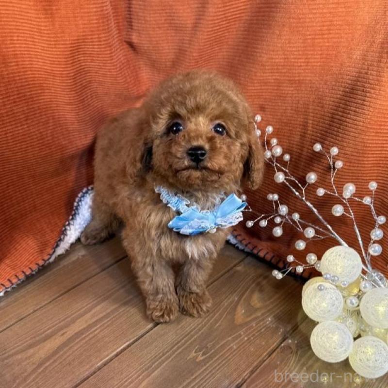 販売中の茨城県のトイプードル-454725の4枚目