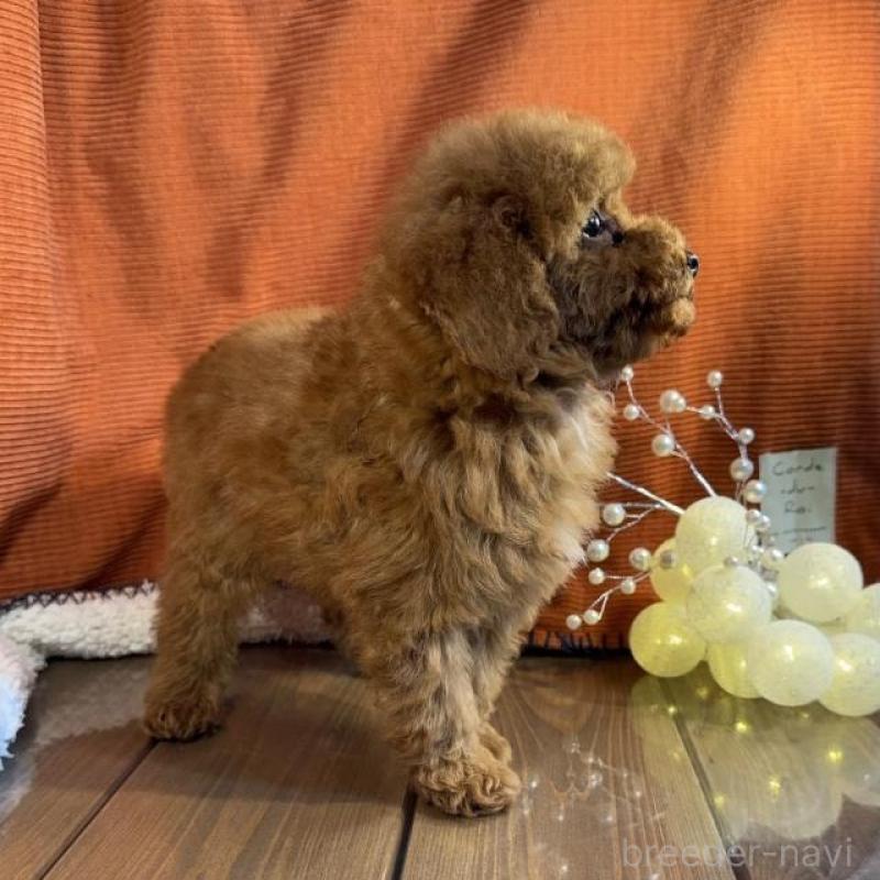 販売中の茨城県のトイプードル-454725の3枚目