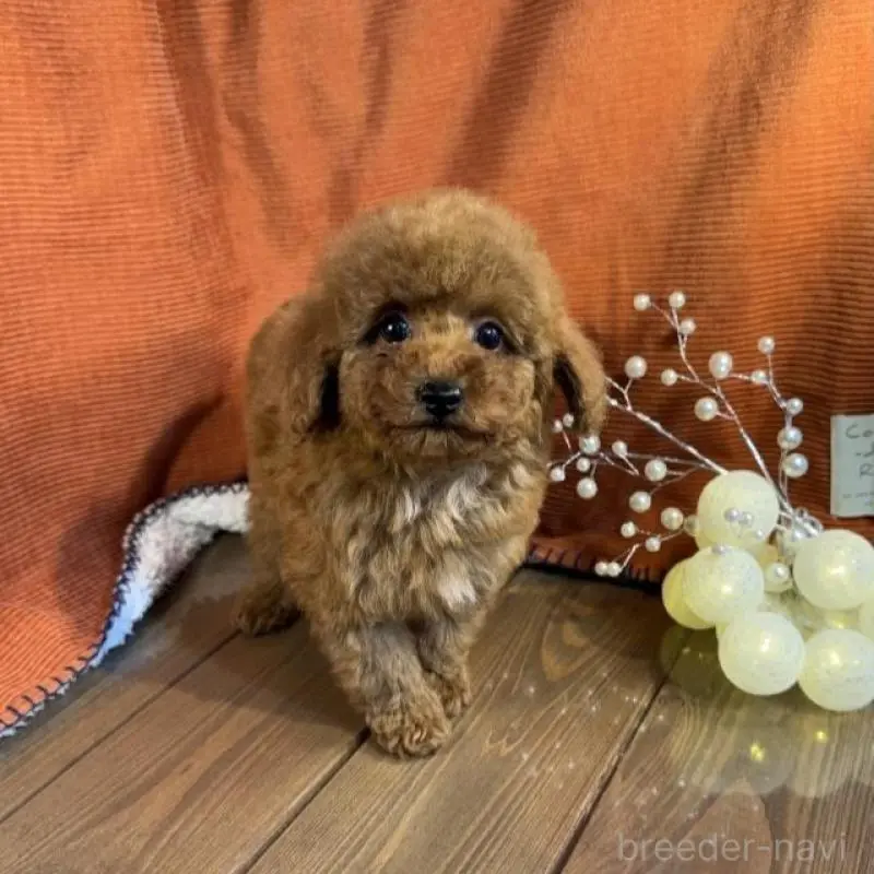 販売中の茨城県のトイプードル-454725の2枚目