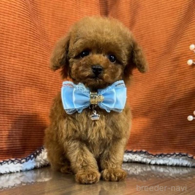 販売中の茨城県のトイプードル-454726の5枚目