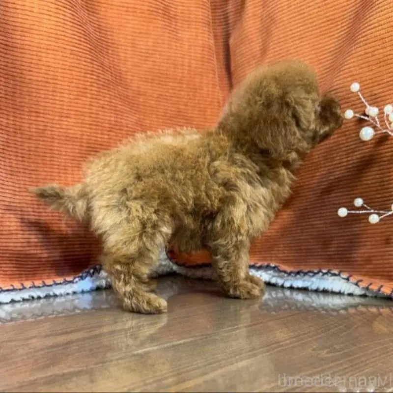 販売中の茨城県のトイプードル-454726の4枚目