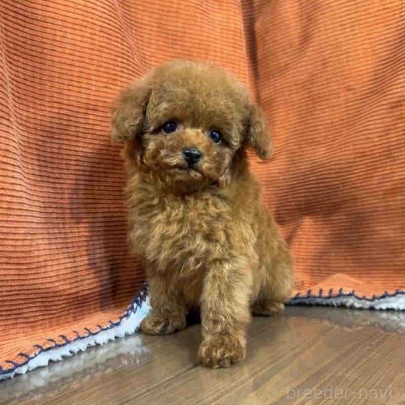 販売中の茨城県のトイプードル-454726の3枚目