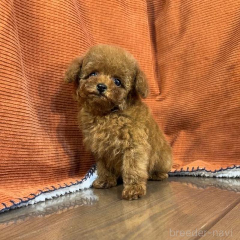 販売中の茨城県のトイプードル-454726の2枚目