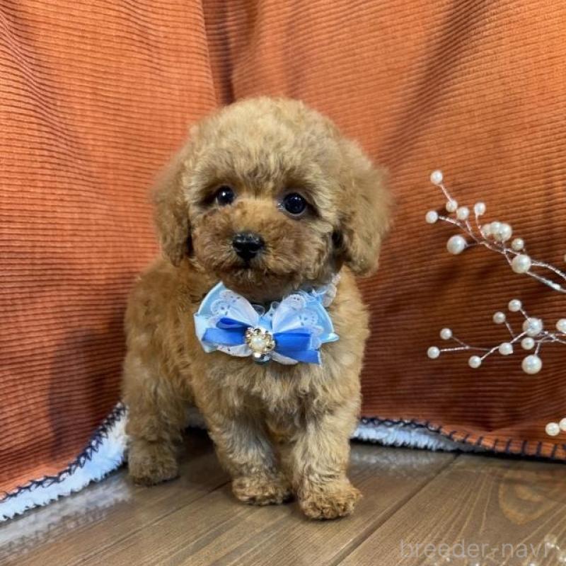 販売中の茨城県のトイプードル-454727の5枚目