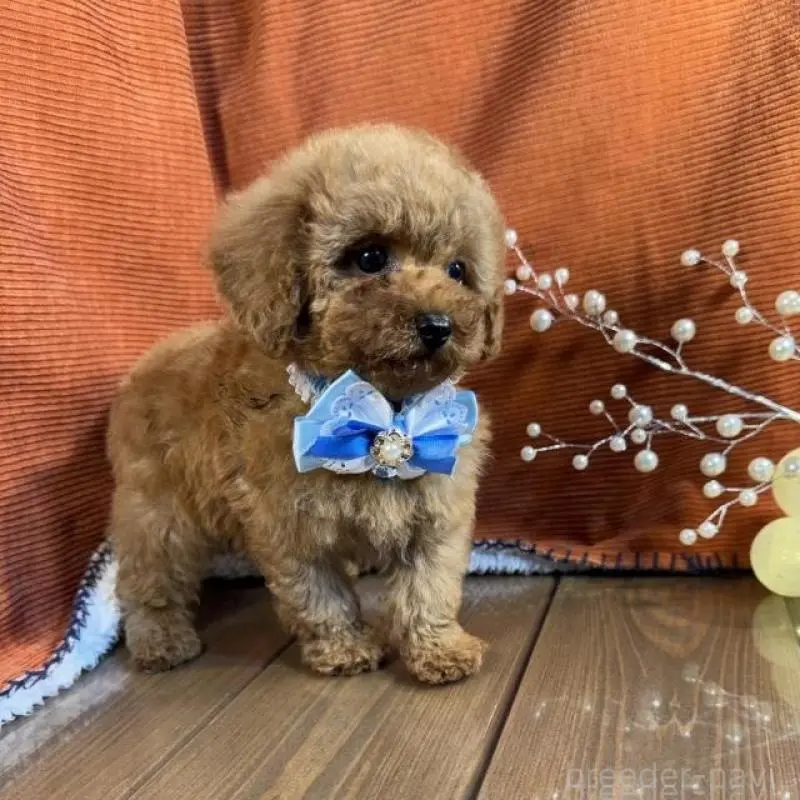 販売中の茨城県のトイプードル-454727の4枚目