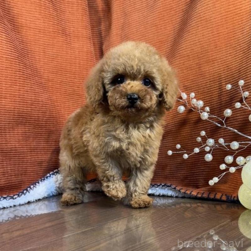 販売中の茨城県のトイプードル-454727の3枚目