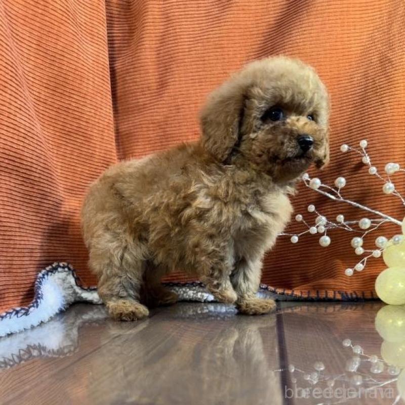 販売中の茨城県のトイプードル-454727の2枚目