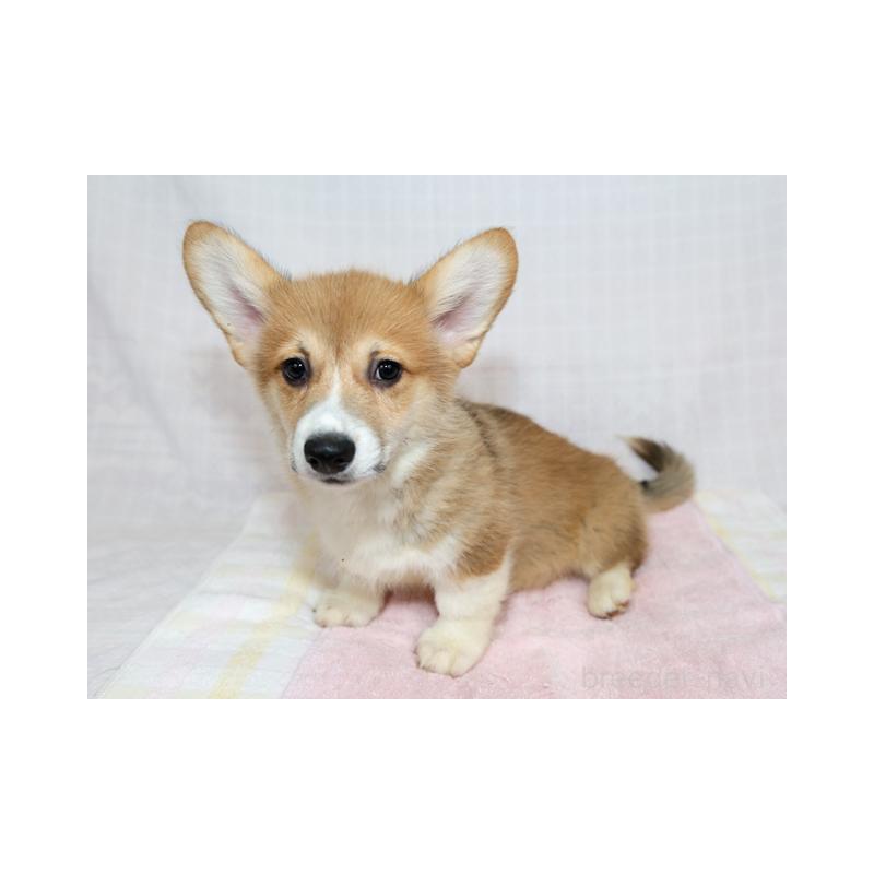 販売中の兵庫県のウェルシュコーギーペンブローク-454733の6枚目