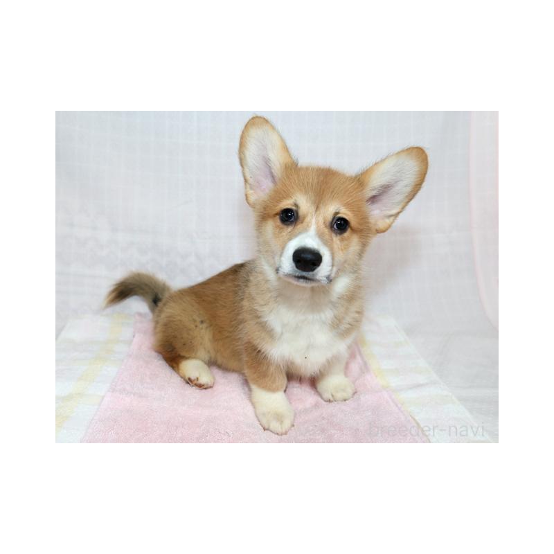 販売中の兵庫県のウェルシュコーギーペンブローク-454733の5枚目