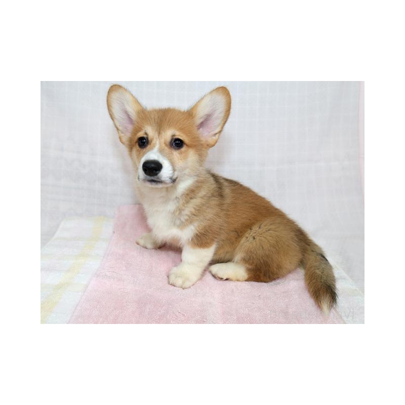 販売中の兵庫県のウェルシュコーギーペンブローク-454733の4枚目