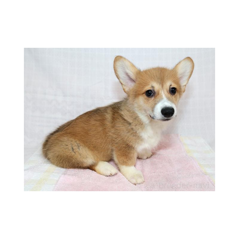 販売中の兵庫県のウェルシュコーギーペンブローク-454733の3枚目