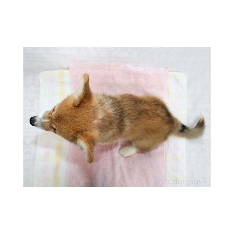 販売中の兵庫県のウェルシュコーギーペンブローク-454733の2枚目