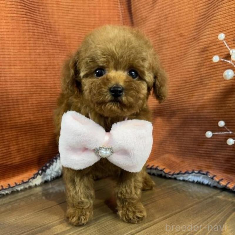 販売中の茨城県のトイプードル-454728の3枚目