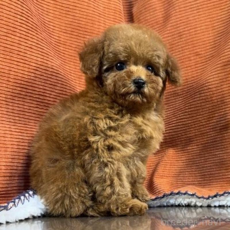 販売中の茨城県のトイプードル-454728の2枚目