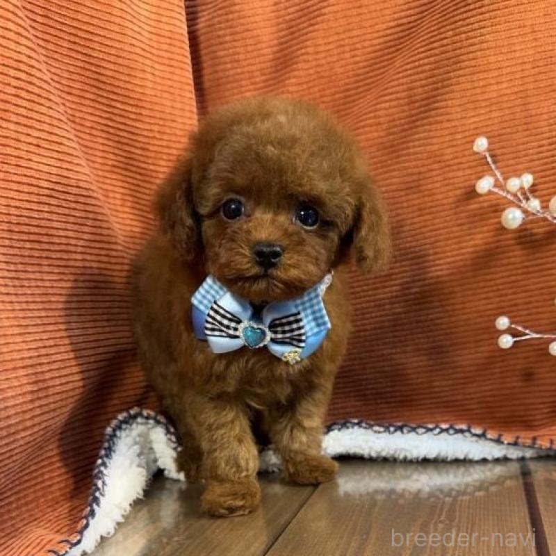 販売中の茨城県のトイプードル-454729の5枚目