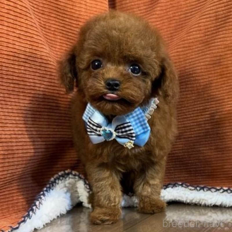 販売中の茨城県のトイプードル-454729