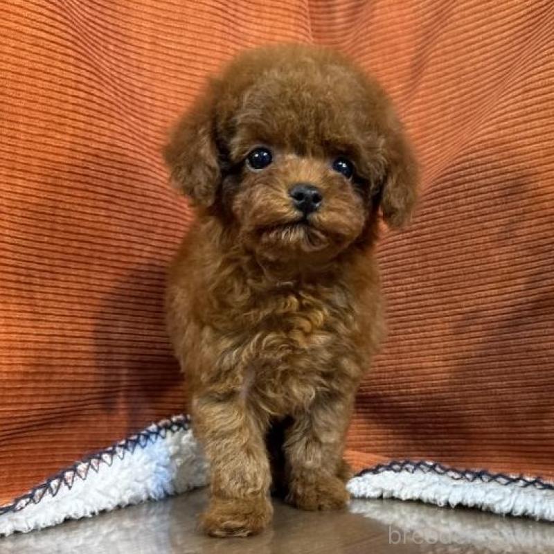 販売中の茨城県のトイプードル-454729の3枚目