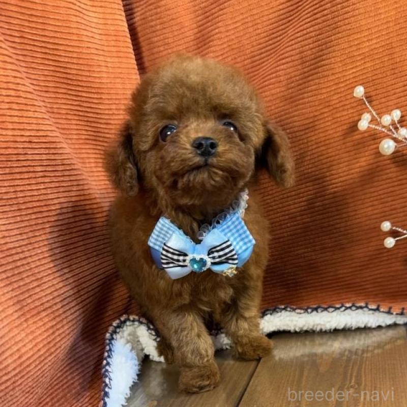 販売中の茨城県のトイプードル-454729の2枚目