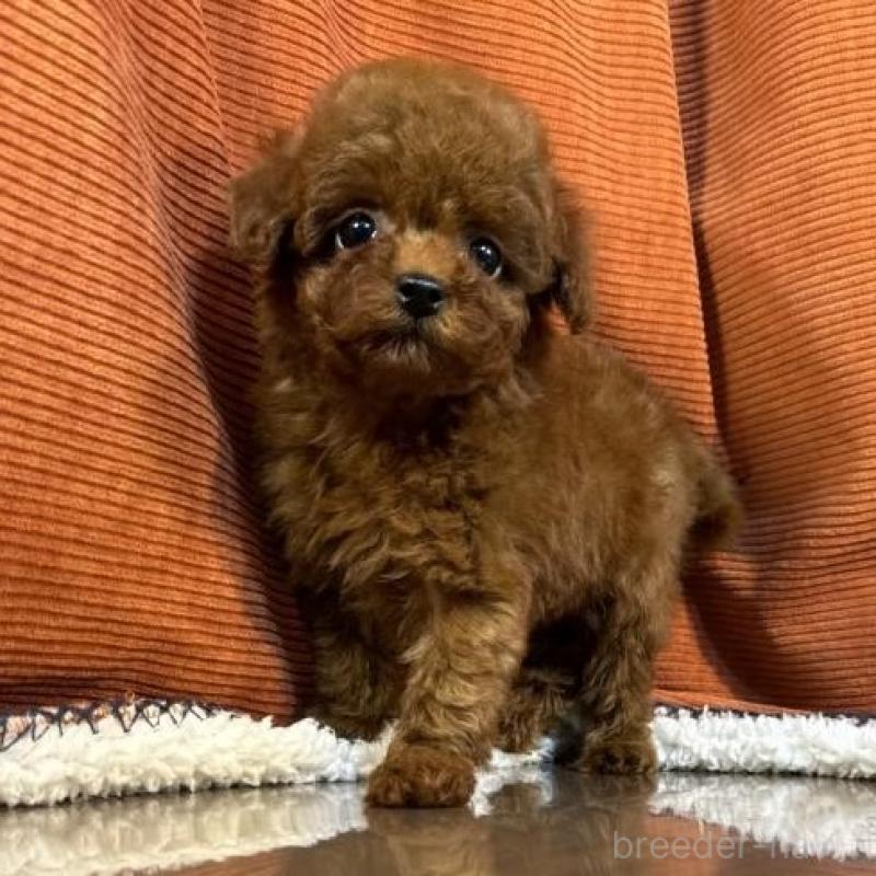 販売中の茨城県のトイプードル-454730の5枚目