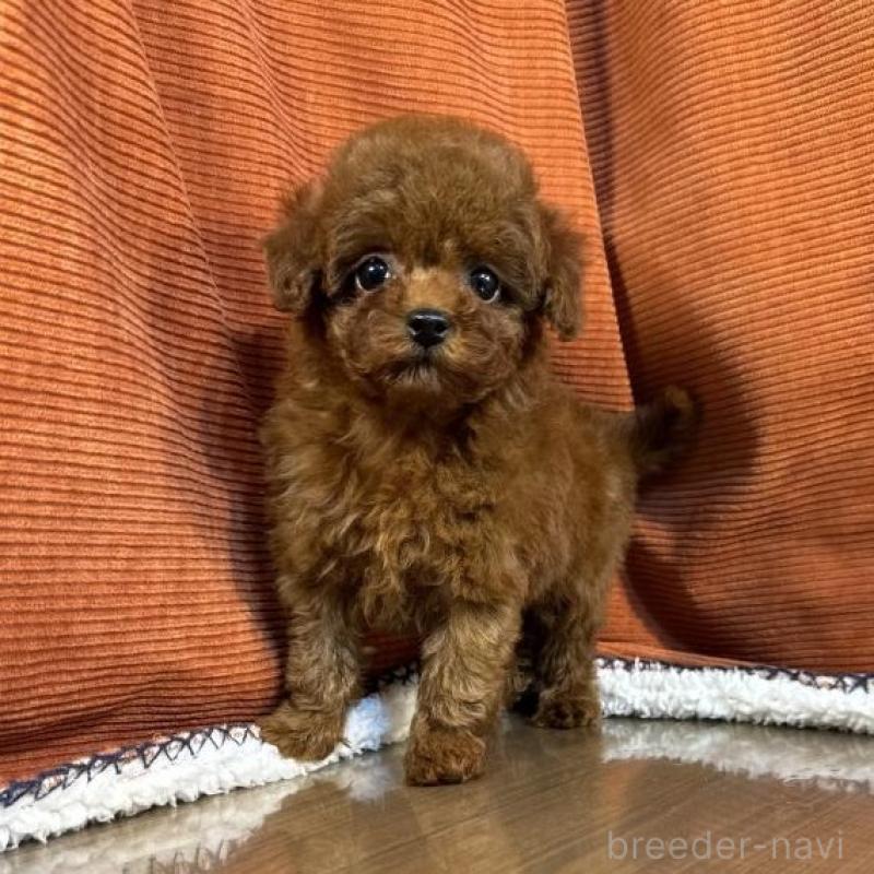 販売中の茨城県のトイプードル-454730の4枚目