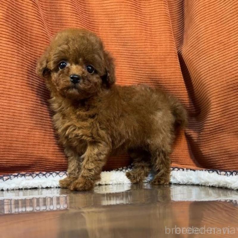 販売中の茨城県のトイプードル-454730の3枚目