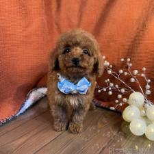 ♀︎トイプードル