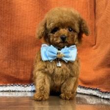 ♀︎トイプードル