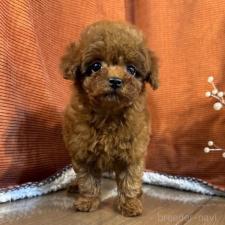 オンライン見学