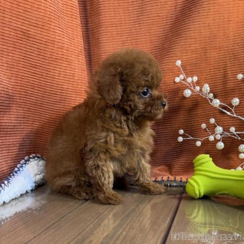 販売中の茨城県のトイプードル-454731の5枚目