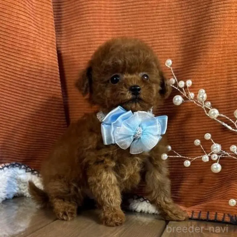 販売中の茨城県のトイプードル-454731の4枚目