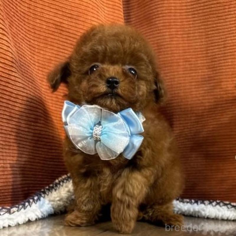 販売中の茨城県のトイプードル-454731の3枚目