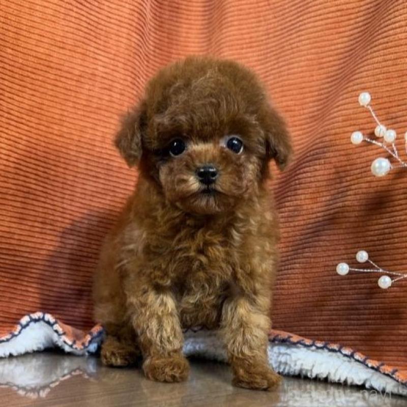 販売中の茨城県のトイプードル-454731の2枚目