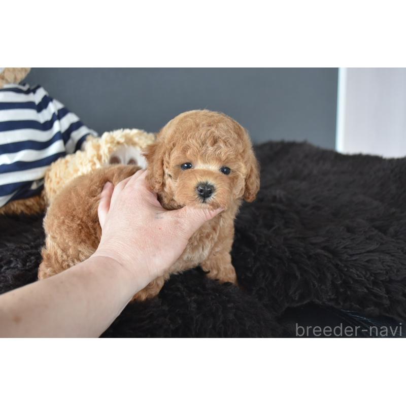 販売中の茨城県のトイプードル-454735の6枚目