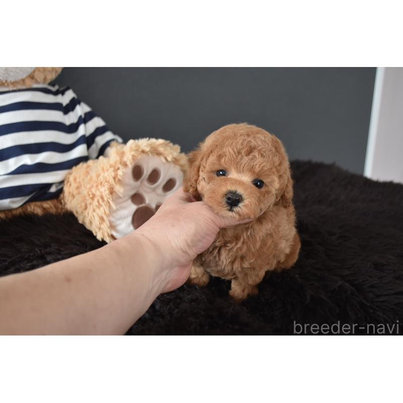 販売中の茨城県のトイプードル-454735の5枚目