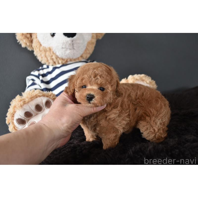 販売中の茨城県のトイプードル-454735の4枚目