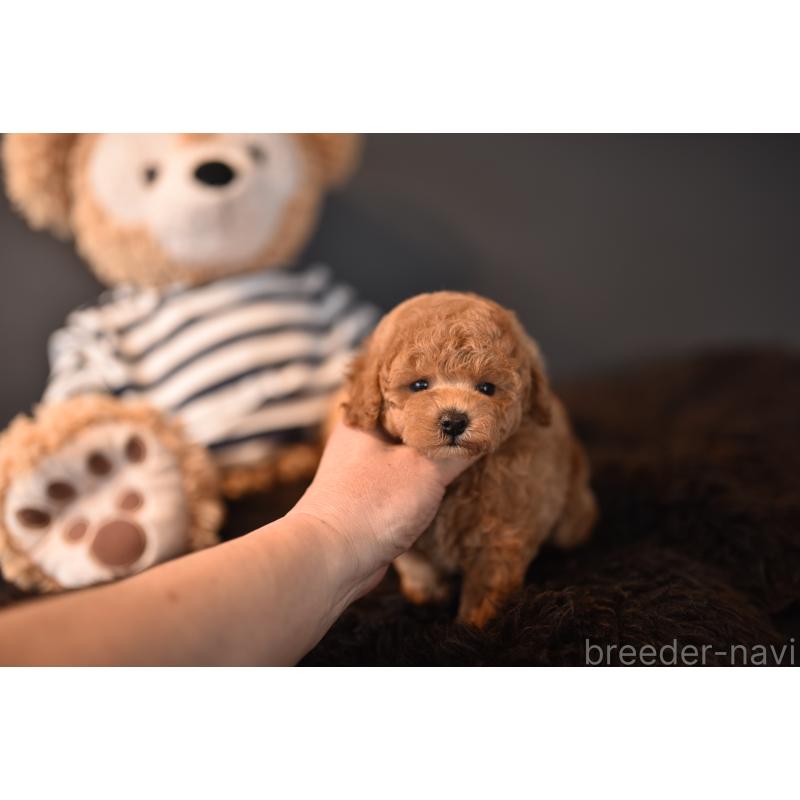 販売中の茨城県のトイプードル-454735の3枚目