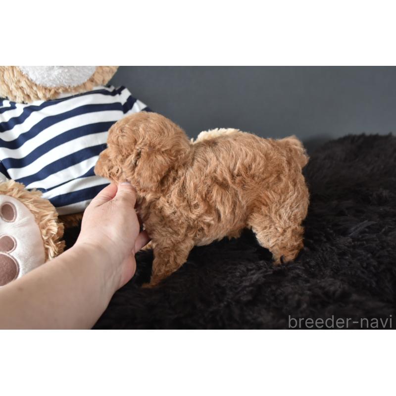 販売中の茨城県のトイプードル-454735の2枚目