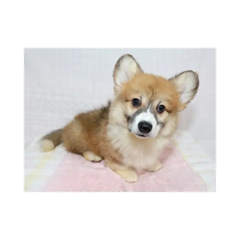 販売中の兵庫県のウェルシュコーギーペンブローク-454736の5枚目